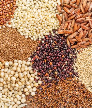 GRAIN-MILLETS
